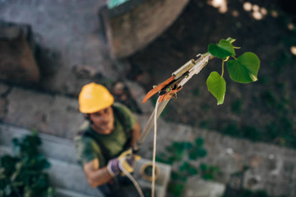 How Our Tree Care Process Works  in Hoopers Creek, NC